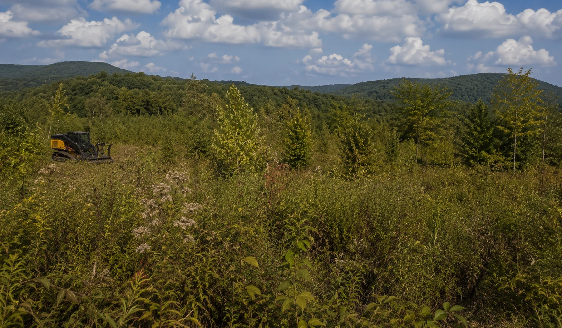 Overgrown rural acreage with brush and young trees
