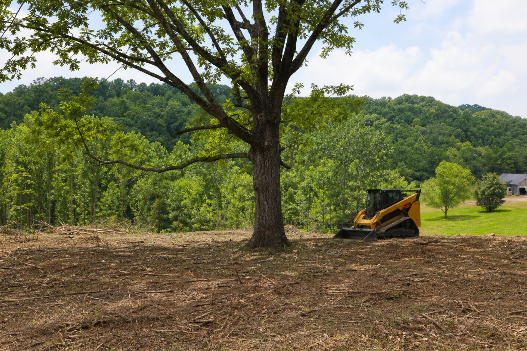 Mature shade tree preserved amid cleared underbrush